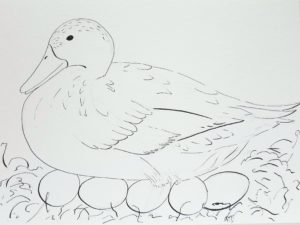 Welsh Harlequin duck outline