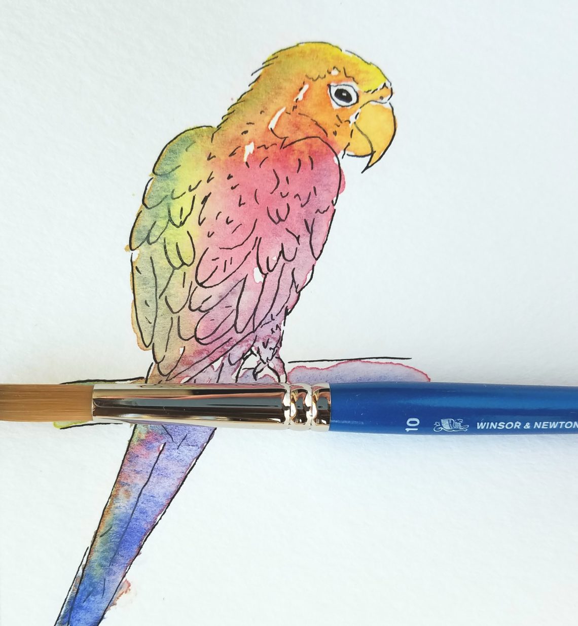 Parrot, color wheel