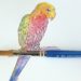 Parrot, color wheel