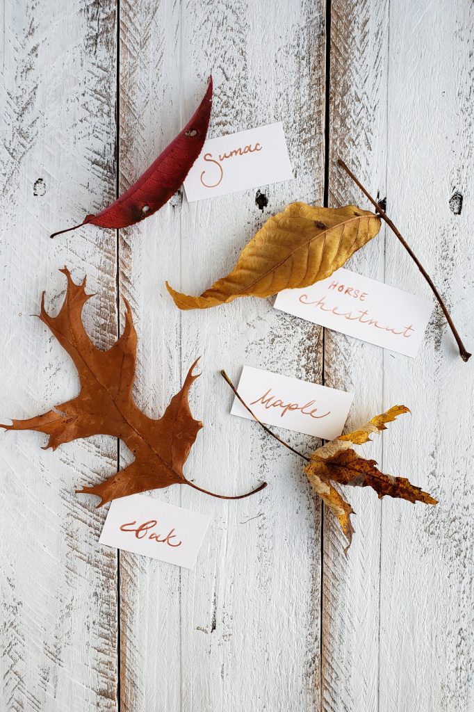 Dry fall colored leaves with labels, oak leaf, maple leaf, horse chestnut leaf, sumac leaf