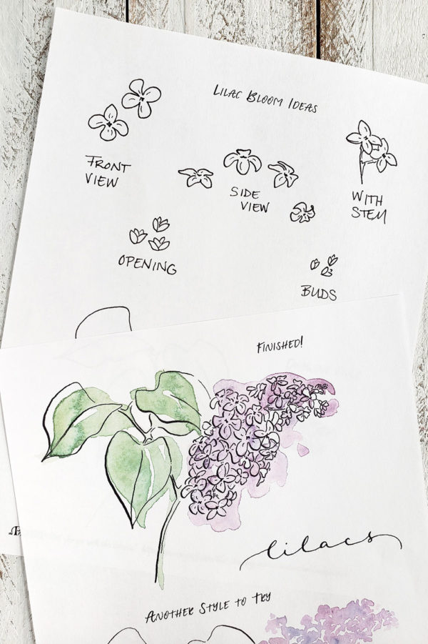 lilac drawing ideas worksheets